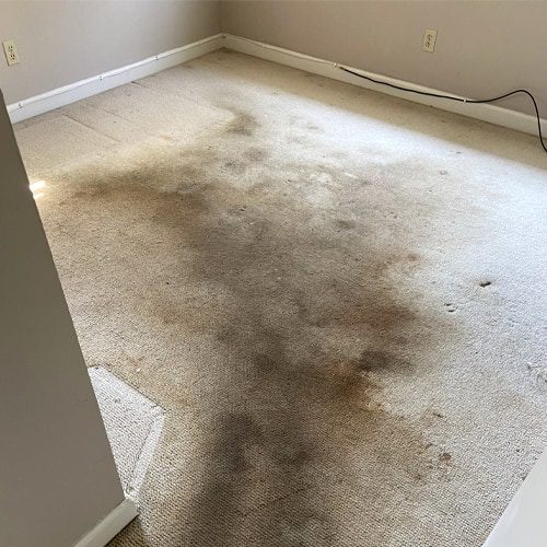 A carpet cleaner won't have the same effect as getting your carpets professionally cleaned