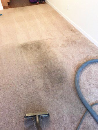 Carpet Cleaning in Lexington SC