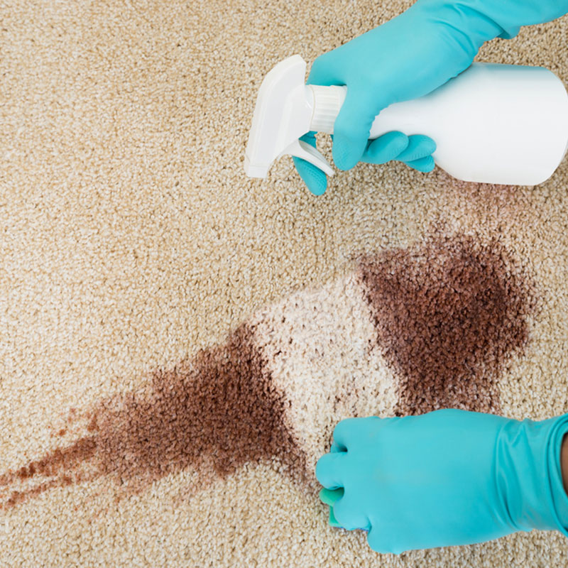 Stain remover on beige carpet. 