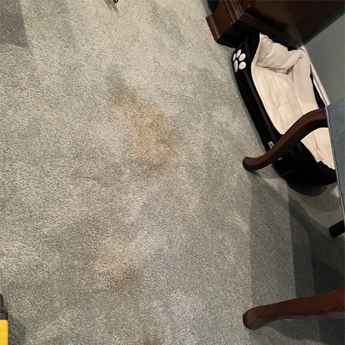 A carpet cleaner won't have the same effect as getting your carpets professionally cleaned