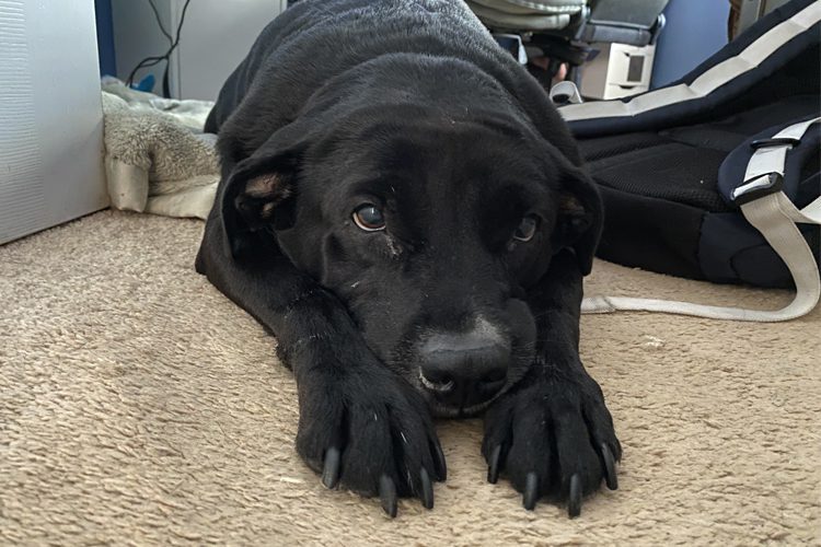 pet fur in your carpet