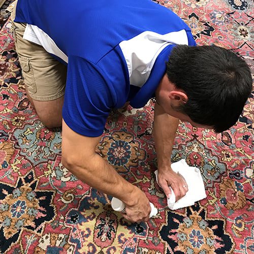 Whitehall carpet cleaning technician cleaning white carpet in Columbia SC area home