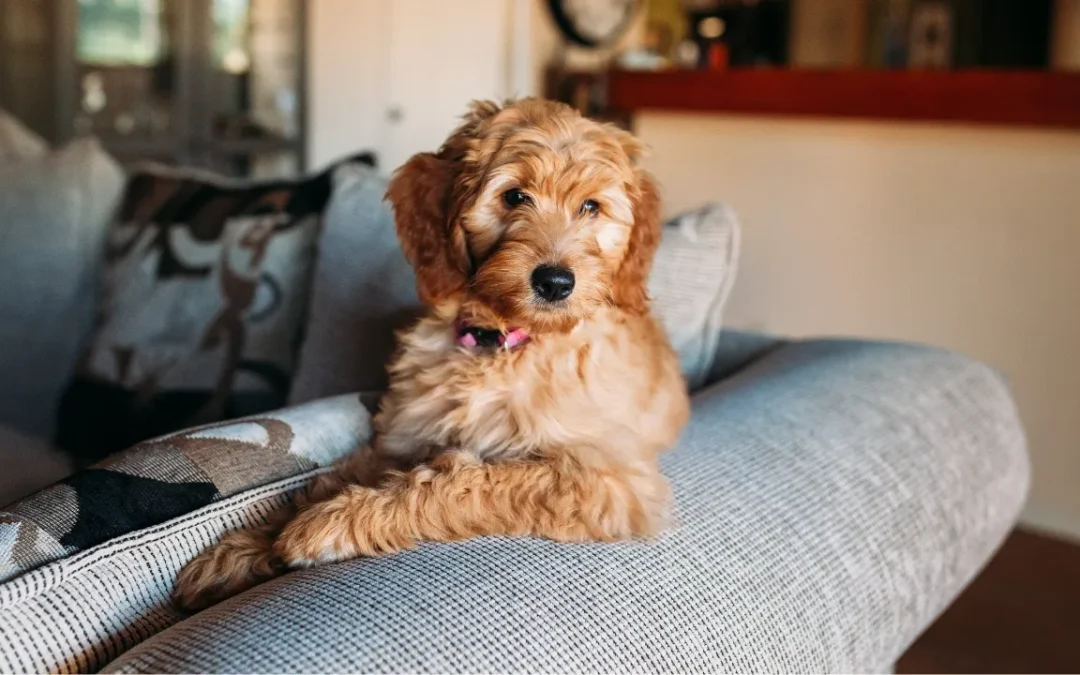 5 Shocking Secrets To Banish Pet Stains From Your Couch