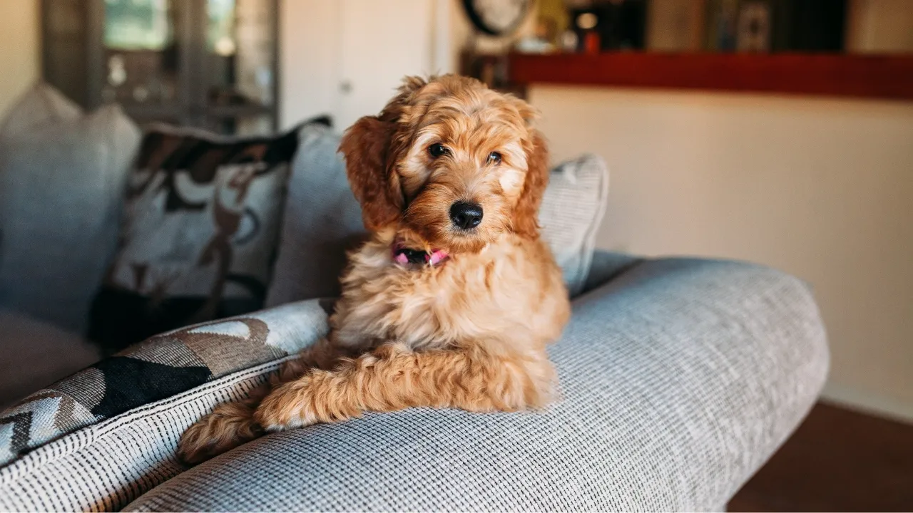 5 Shocking Secrets To Banish Pet Stains From Your Couch