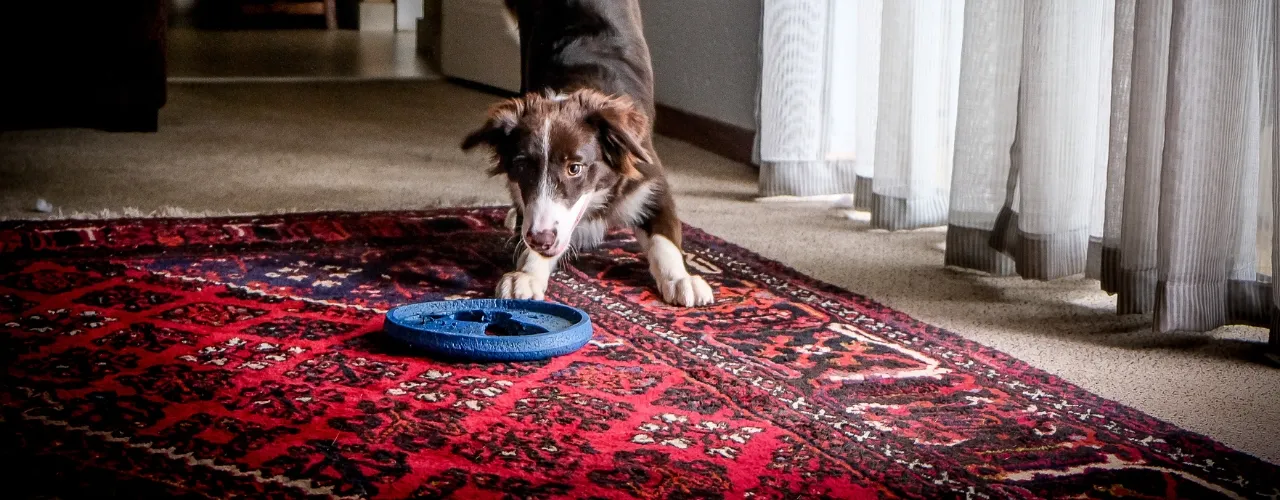 Understanding the Importance of Carpet Cleaning for Pet Owners